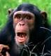 chimp's Avatar