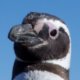 claudio's Avatar