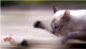 netfanatic's Avatar